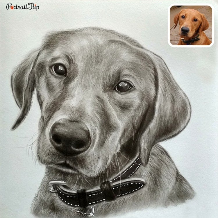 Pet Pencil Portraits | Photo to Custom Pencil Sketch [Free Shipping]