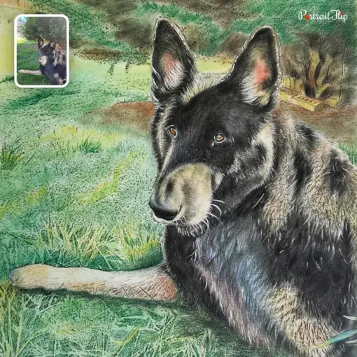 dog colored pencil painting