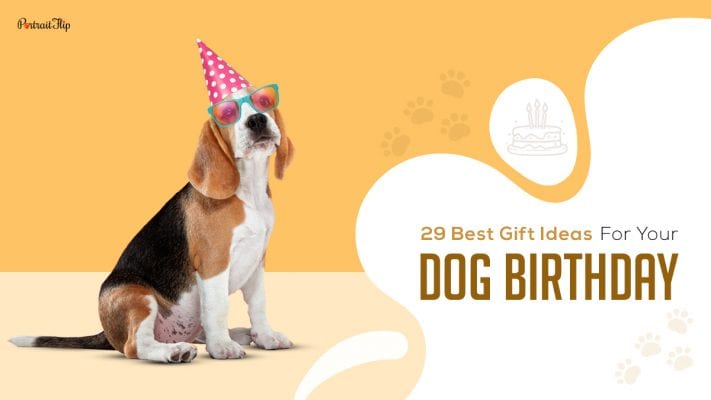 29 Best Gift Ideas For Your Dog’s Birthday