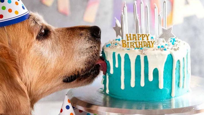 35+ DOG BIRTHDAY GIFTS: FOR A TERRIFIC NAME DAY PAW-TY