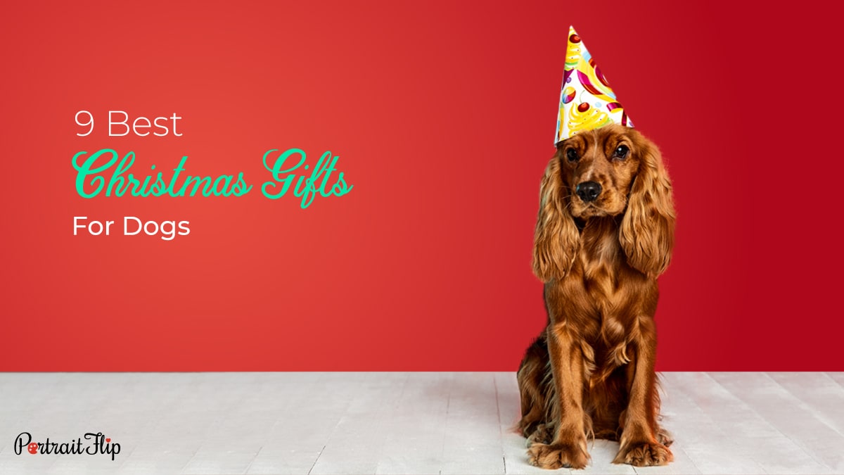https://www.portraitflip.com/wp-content/uploads/2023/06/Pet-Christmas-Gift-Christmas-Gifts-For-Dogs.jpg