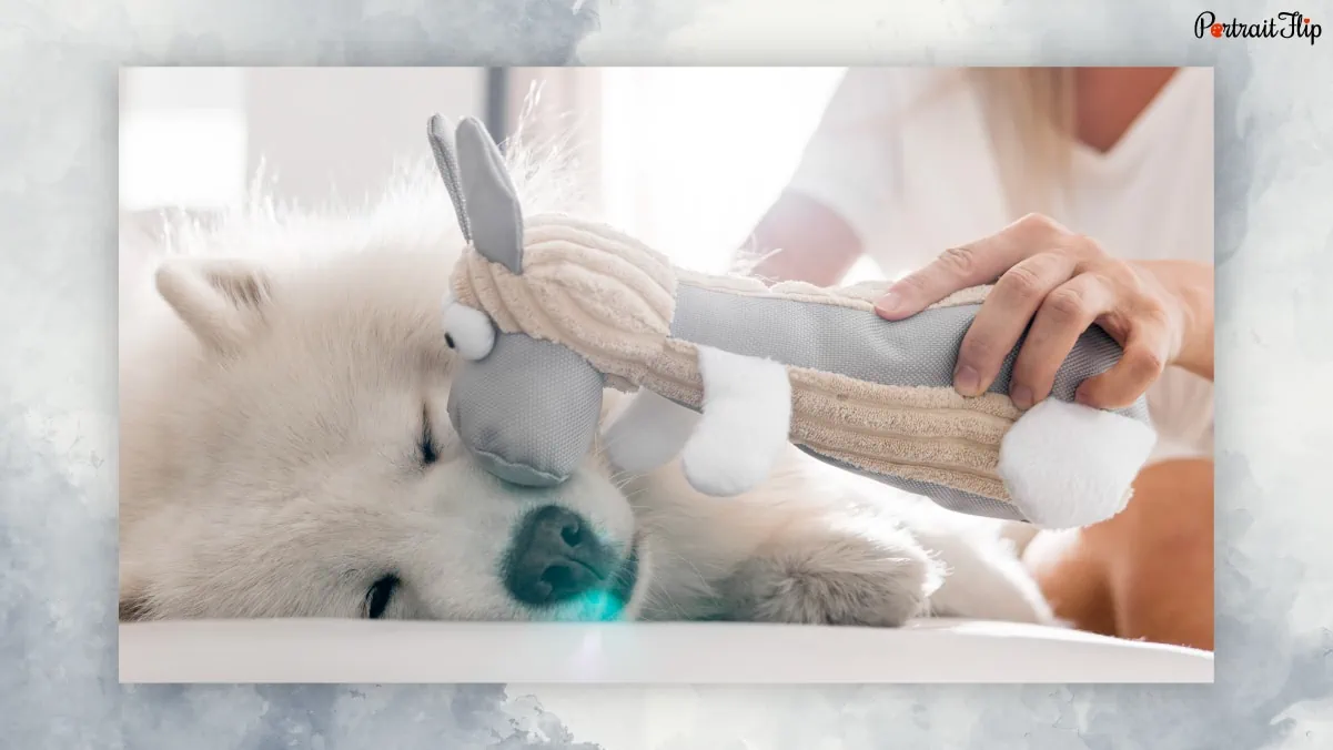 A sleeping dog where a person is pampering him with his toy referring to pet loss