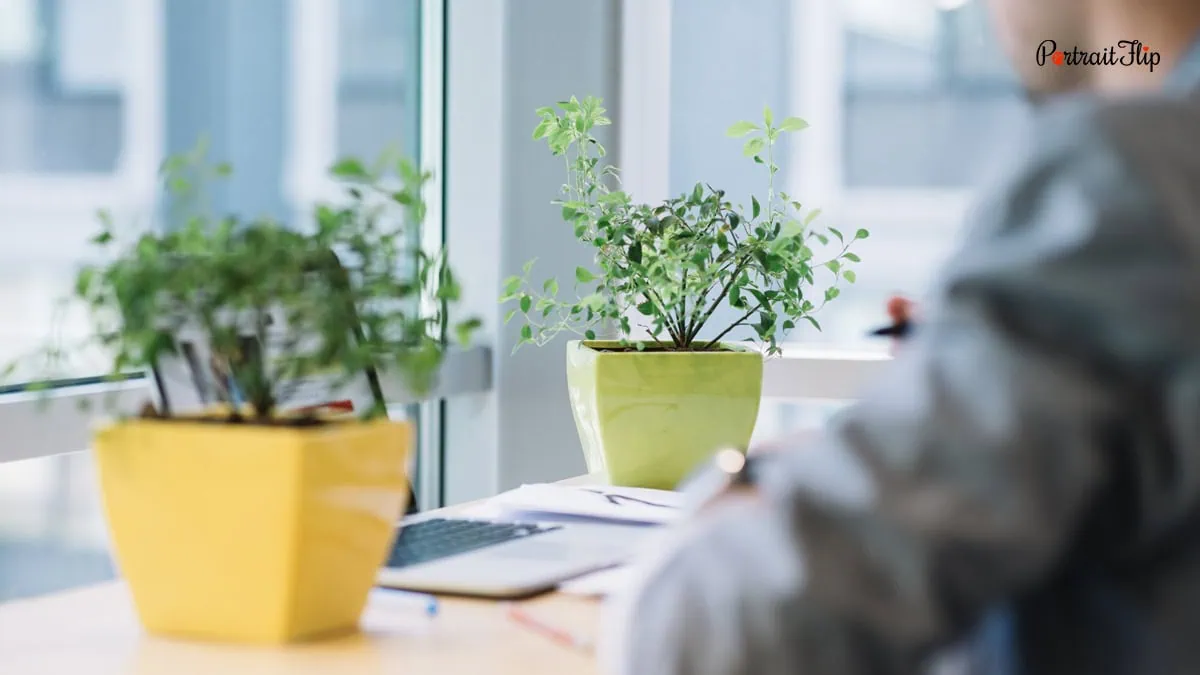 Mini plants as office warming gifts