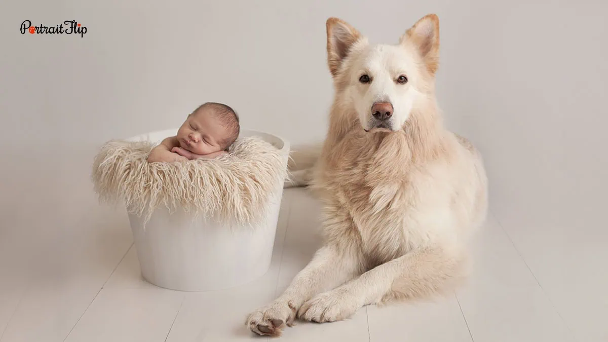 newborn baby with dog 