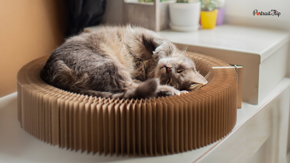 A cat resting in a corner