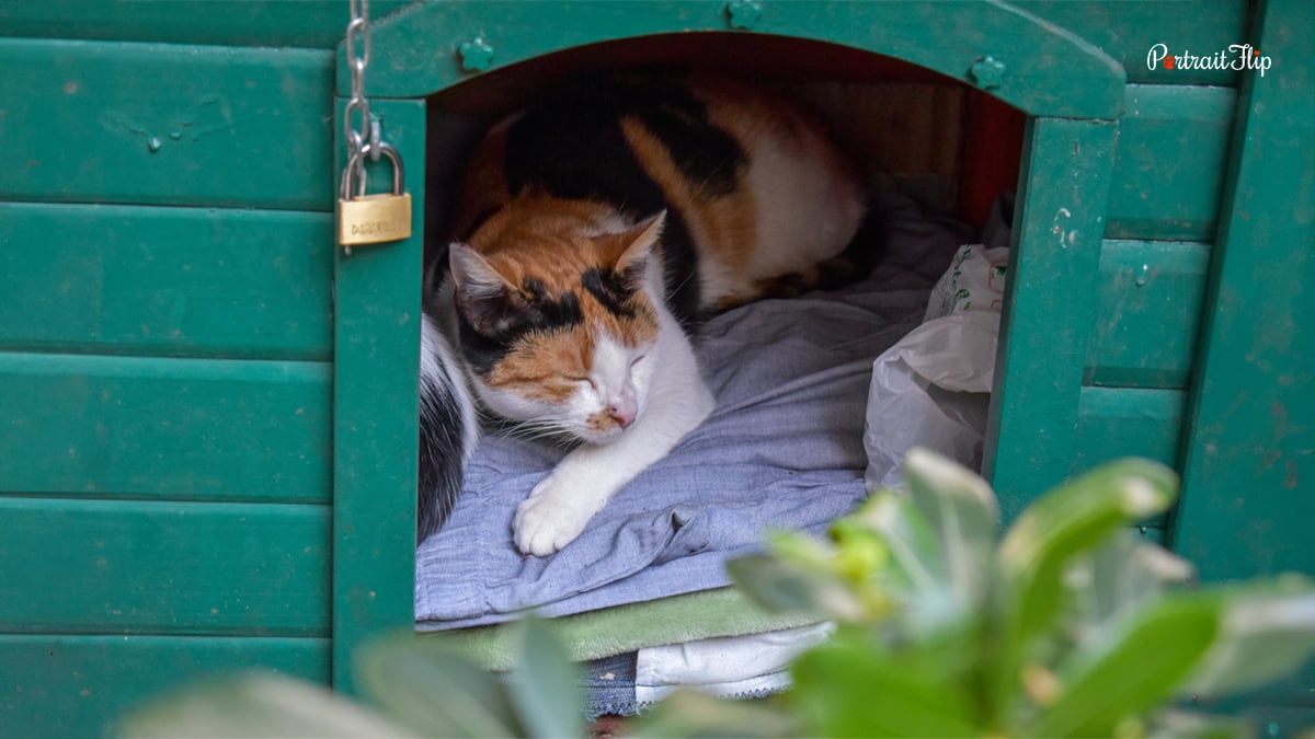 A cat sitting in a house