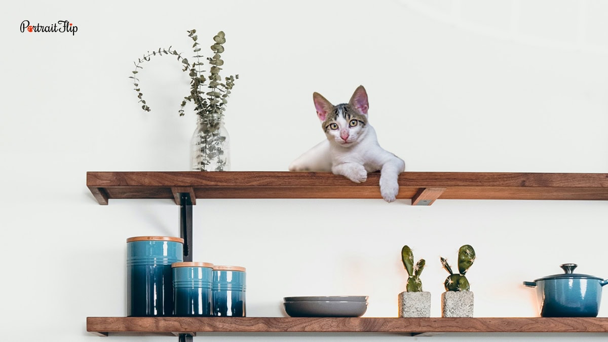 a cat sitting on  a shelf