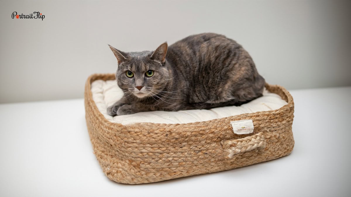 A cat sitting on a small bed