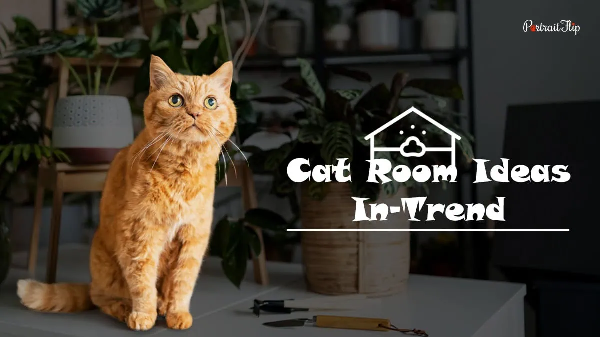 Cover image of cat room ideas blog